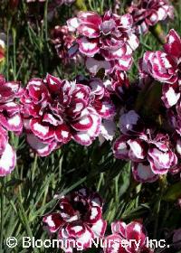 Dianthus x gratianopolitanus 'Horatio'